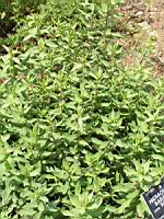 Hieracium Sabaudum (ss esp. Salicetorum) (fam. Composees) (Europe) (2) (Photo F. Mrugala)